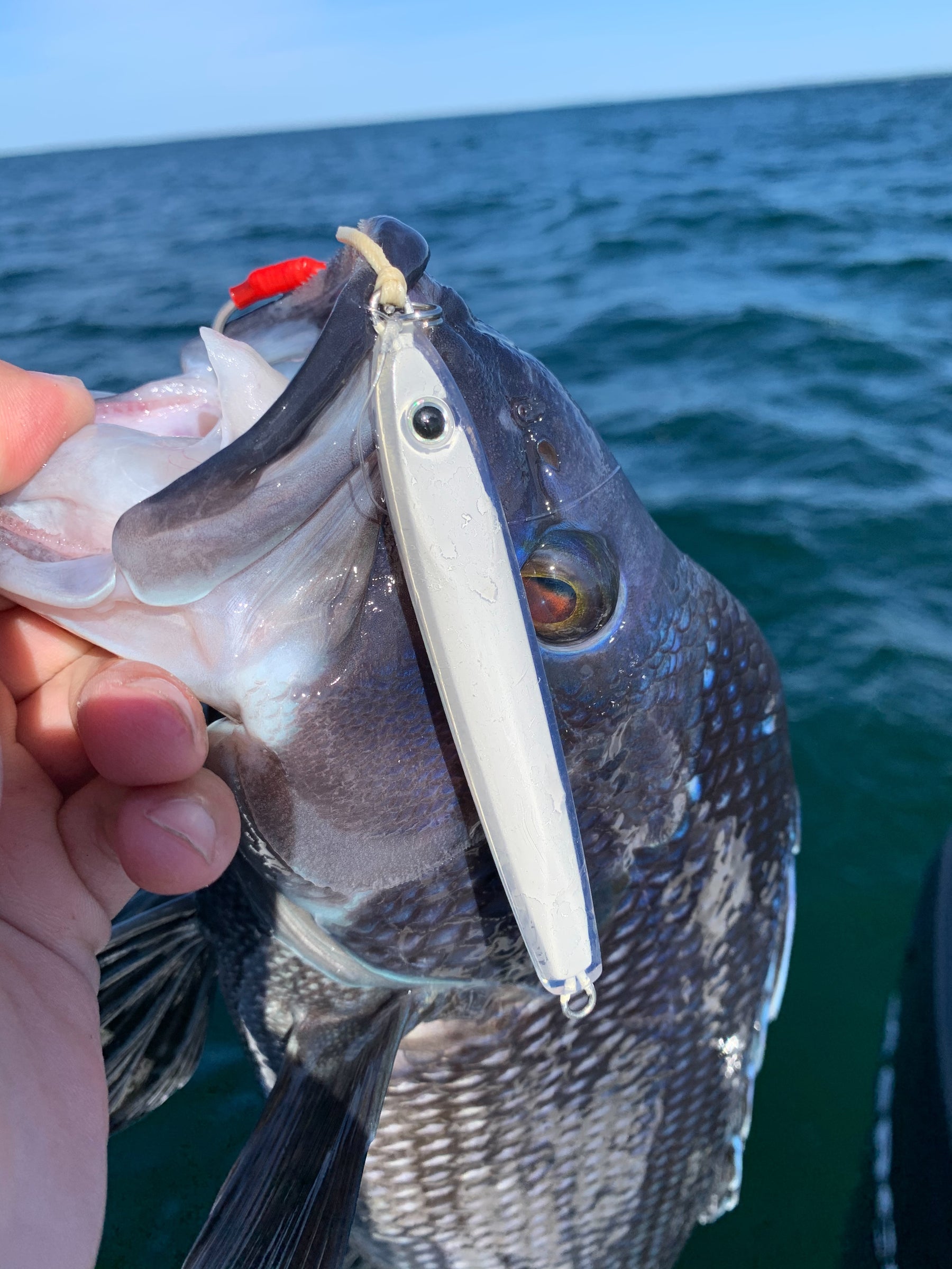 May 31st - Everything except Fluke!