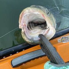 August 1st - Porgies, Sea Robins, Stripers, oh my!